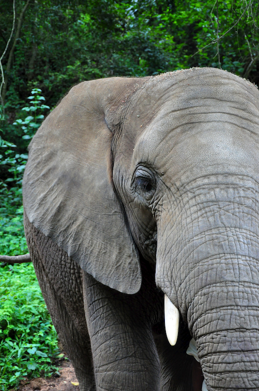 Melanie Heinrich - travel images - Lion Sands Private game reserver Hazyview